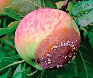 Как определить болезни яблонь