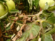 Как вырастить томаты и избежать фитофторы?