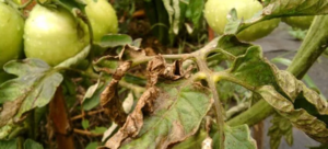 Как вырастить томаты и избежать фитофторы?