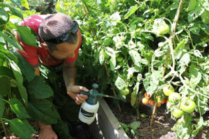 Большинство садоводов предпочитают органические средства борьбы с болезнями растений