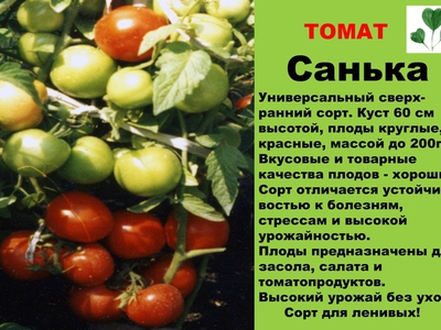 Помідори санька: характеристика, розмноження та вирощування в Україні