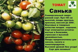 Сорт томатов Санька