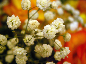 Цветы Многолетняя Посадка И Уход Фото