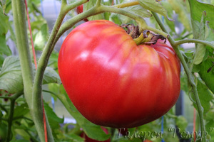 Виды и сорта томатов