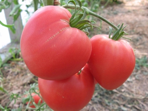 Как вырастить томаты