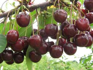 Как посадить вишни Жуковский