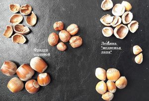 Плоды лесного ореха