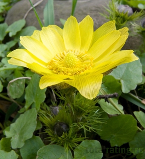 адонис весенний растение желтого цвета
