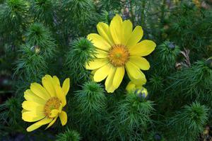 адонис весенний растение желтого цвета