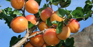 Плодоношение абрикоса