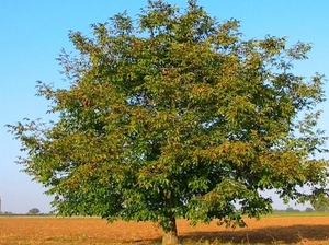 Вид дерева