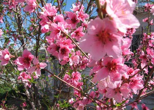 Период цветения персика