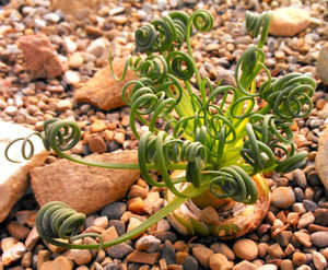 Альбука спиральная - многолетнее суккулентное луковичное растение