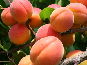 Зимостойкие сорта абрикосов для  Подмосковья