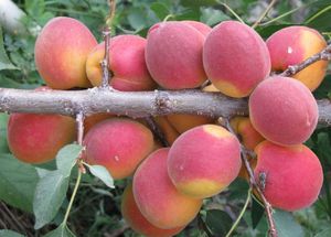 Полезные свойства  абрикоса