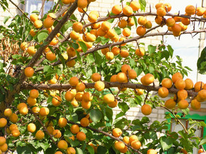 Выращивание абрикосовых деревьев в Подмосковье