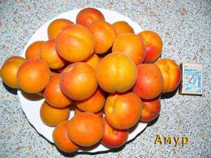 Урожай абрикоса сорта Амур