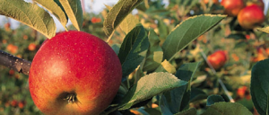 Как бороться с цветоедом на яблонях, яблоневый долгоносик