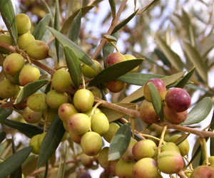 Европейское оливковое дерево