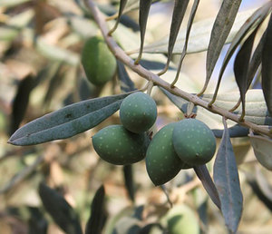 Вечнозелёное оливковое дерево