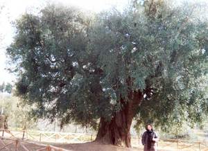Трудности выращивания оливы 