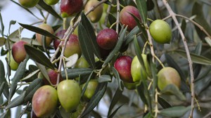 Вредители оливкового дерева