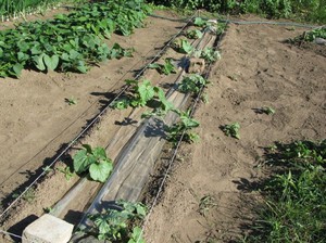 Выращивание арбузов на даче