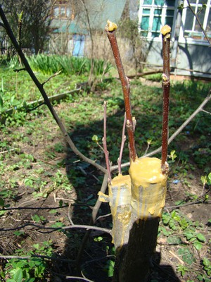 Полезные советы для начинающих садоводов: прививка яблонь весной
