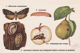 Яблоневая плодожорка