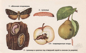 Плодожорка на яблоне — методы борьбы