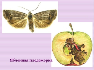  бабочка вредитель