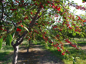 Черешневые и вишневые деревья