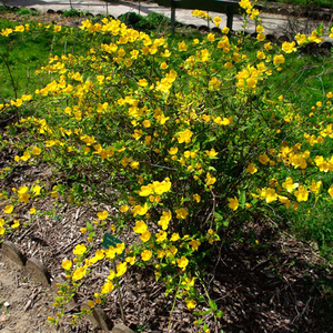 Керрия японская (Kerria japonica) - цветущий кустарник
