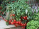 Секреты выращивания помидоров на подоконнике