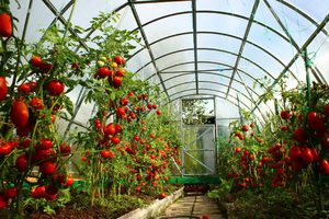 При какой температуре посадить томаты вв теплицу