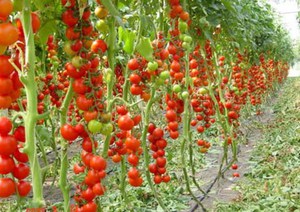 Урожай помидор: открываем секреты