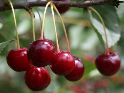 Апухтинская вишня описание сорта — Дачное хозяйство