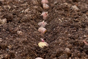 Основные недостатки посадки картофеля в гребни