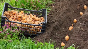 Борьба с проблемами при посадке картофеля в гребни