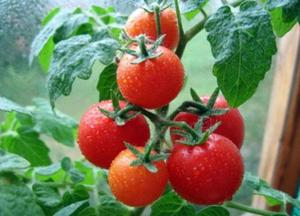 Какие удобрения нужны помидорам