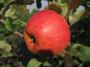 Как вырастить сорт яблони услада
