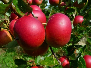 Как посадить яблони услада