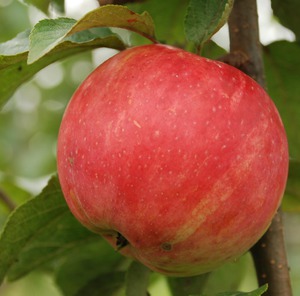 Характеристика сорта яблони услада