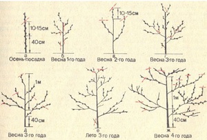 Описание схемы обрезки абрикосового дерева