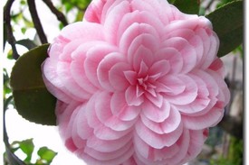 Цветок Камелия японская 