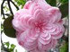 Цветок Камелия японская 