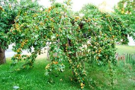 Дерево абрикос с плодами