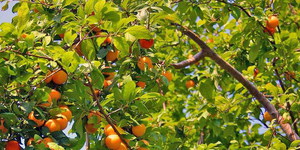 Выращивание и уход за абрикосою