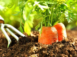 Как сажать морковь на грядки