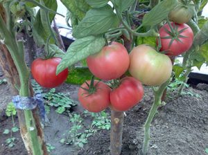 Как выращивать томаты сорта розовый слон